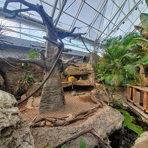 Feb. 2020 - The Ocean Journey - Lemur Forest (Second Half)