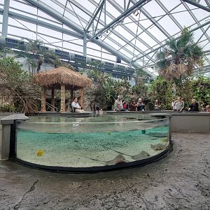 Feb. 2020 - The Ocean Journey - Tropical Cove - Stingray Bay