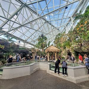 Feb. 2020 - The Ocean Journey - Tropical Cove - Stingray Bay