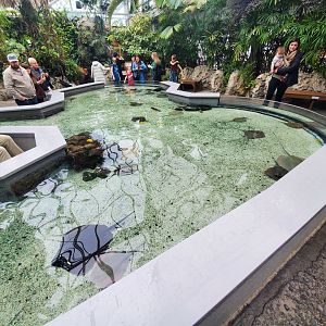 Feb. 2020 - The Ocean Journey - Tropical Cove - Stingray Bay