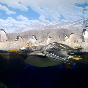Feb. 2020 - The Ocean Journey - Penguins' Rock