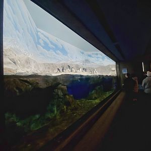 Feb. 2020 - The Ocean Journey - Penguins' Rock