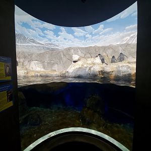 Feb. 2020 - The Ocean Journey - Penguins' Rock - Middle Viewing