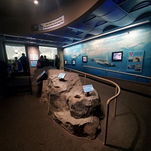 Feb. 2020 - The Ocean Journey - Penguins' Rock