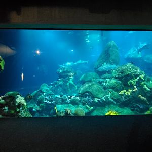 Feb. 2020 - The Ocean Journey - The Secret Reef (618,000 Gallons)