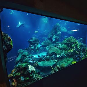 Feb. 2020 - The Ocean Journey - The Secret Reef (618,000 Gallons)