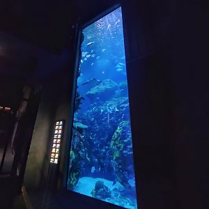 Feb. 2020 - The Ocean Journey - The Secret Reef (618,000 Gallons)