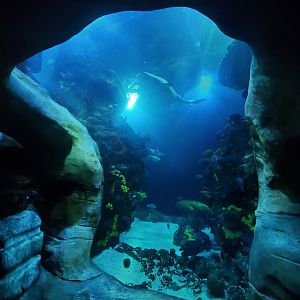 Feb. 2020 - The Ocean Journey - The Secret Reef (618,000 Gallons) - Undersea Caverns