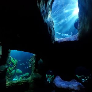 Feb. 2020 - The Ocean Journey - The Secret Reef (618,000 Gallons) - Undersea Caverns
