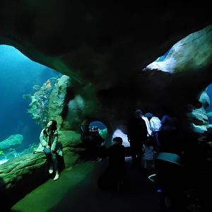 Feb. 2020 - The Ocean Journey - The Secret Reef (618,000 Gallons) - Undersea Caverns