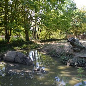 Indian rhinoceros exhibit 2018