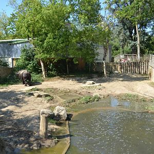 Indian rhinoceros exhibit 2018