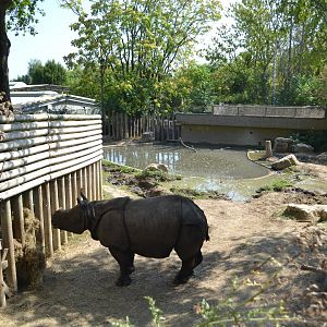Indian rhinoceros exhibit 2018