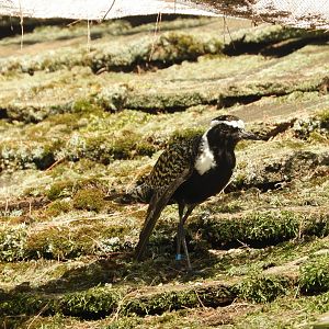 American Golden-Plover (Pluvialis dominica)