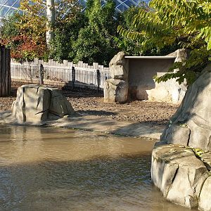Enclosure Lowland tapir