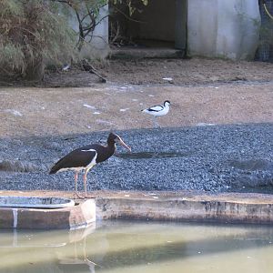 Abdim stork and Pied avocet