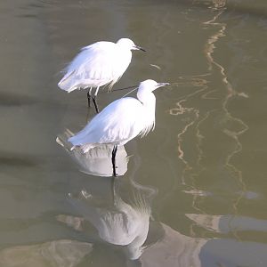 Little egrets