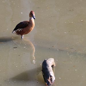Fulvous whistling duck