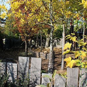 Enclosure Chacoan peccary
