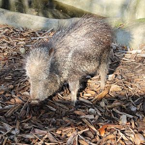 Chacoan peccary - juvenile