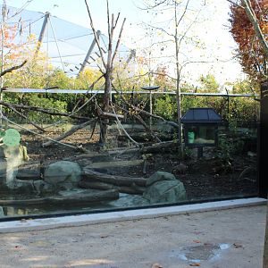 Bush dog - Coati enclosure