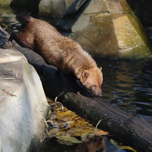 Bush dog