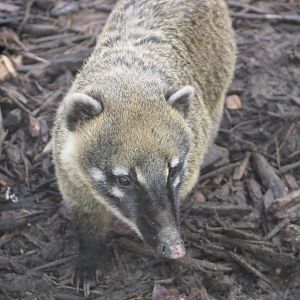Ring-tailed coati