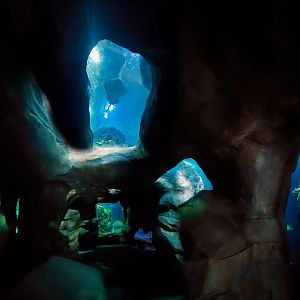 Feb. 2020 - The Ocean Journey - The Undersea Caverns