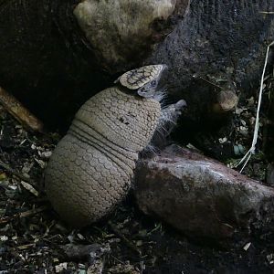 Armadillo, February 2020