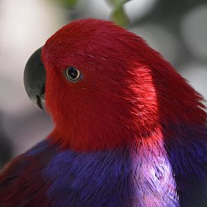 Eclectus roratus ssp. ID