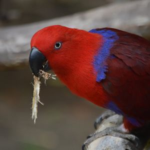 Eclectus roratus ssp. ID