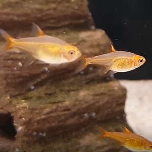 Ember tetras - Hyphessobrycon amandae