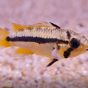 Apistogramma cacatoides