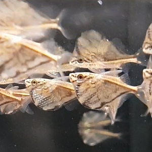 Carnegiella strigata