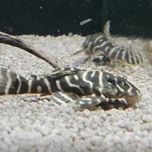 Hypancistrus cf debilittera ( L-340 )