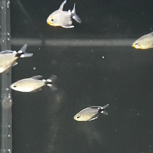 Hyphessobrycon elachys