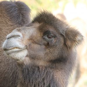 Bactrian camel