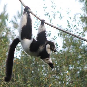 Black and white ruffed lemur