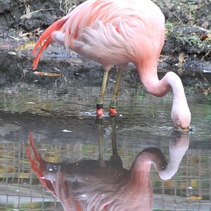 Chilean flamingo