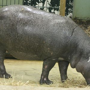 Pygmy hippo
