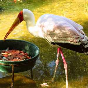 Yellow-Billed Stork Dinner Time