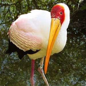 Yellow-Billed Stork #34 Portrait