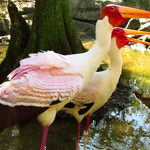 Yellow-Billed Stork #34 Displaying