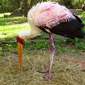 Yellow-Billed Stork #34 Drying Off