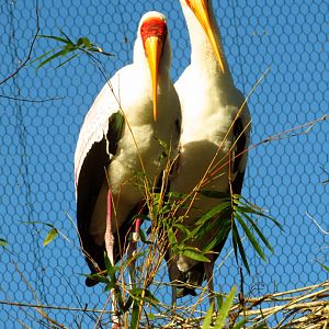 Yellow-Billed Stork Nesting Pair #1