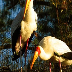 Yellow-Billed Stork Nesting Pair #2