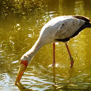 Yellow-Billed Stork Juvenile
