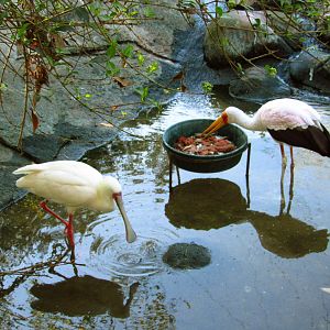 Yellow-Billed Stork & African Spoonbill