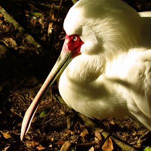 African Spoonbill Portrait