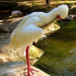 African Spoonbill Preening